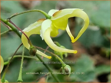 Epimedium franchetii &amp;#39;Brimstone Butterfly&amp;#39; | Elfenbloem | Elfenblume