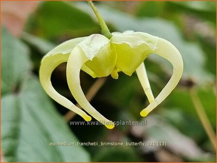 Epimedium franchetii &amp;#39;Brimstone Butterfly&amp;#39; | Elfenbloem | Elfenblume