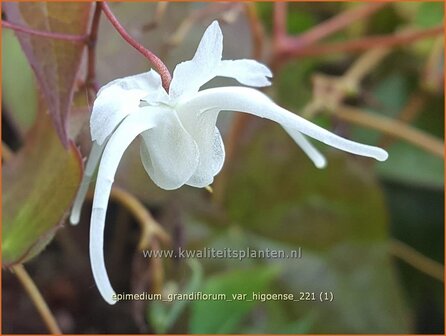 Epimedium grandiflorum var. higoense | Elfenbloem | Gro&szlig;bl&uuml;tige ElfenblumeEpimedium grandiflorum var. higoense | Elfenbloem |