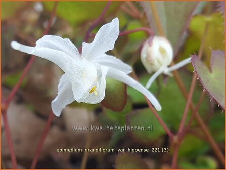 Epimedium grandiflorum var. higoense | Elfenbloem | Gro&szlig;bl&uuml;tige ElfenblumeEpimedium grandiflorum var. higoense | Elfenbloem |