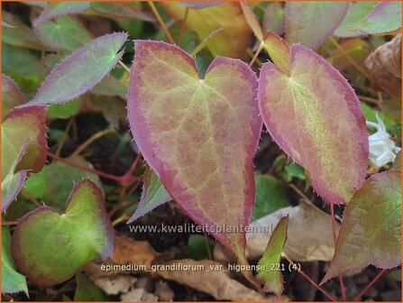 Epimedium grandiflorum var. higoense | Elfenbloem | Gro&szlig;bl&uuml;tige Elfenblume