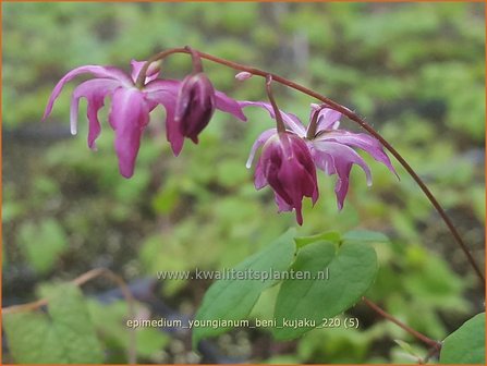 Epimedium youngianum &amp;#39;Beni-kujaku&amp;#39; | Elfenbloem | Zierliche Garten-Elfenblume