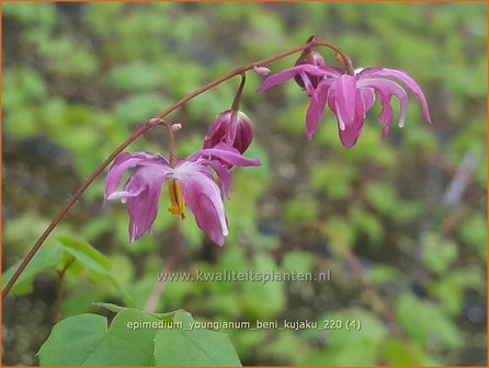 Epimedium youngianum &amp;#39;Beni-kujaku&amp;#39; | Elfenbloem | Zierliche Garten-Elfenblume