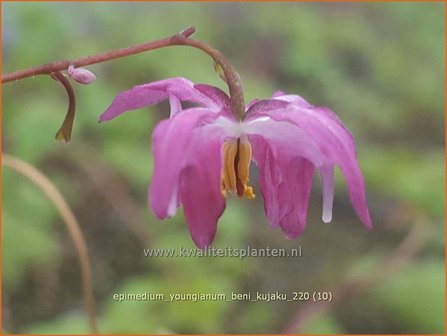 Epimedium youngianum &amp;#39;Beni-kujaku&amp;#39; | Elfenbloem | Zierliche Garten-Elfenblume