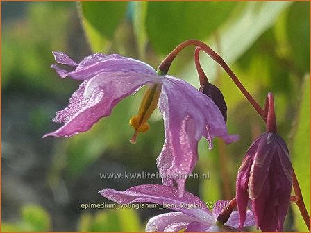 Epimedium youngianum &amp;#39;Beni-kujaku&amp;#39; | Elfenbloem | Zierliche Garten-Elfenblume