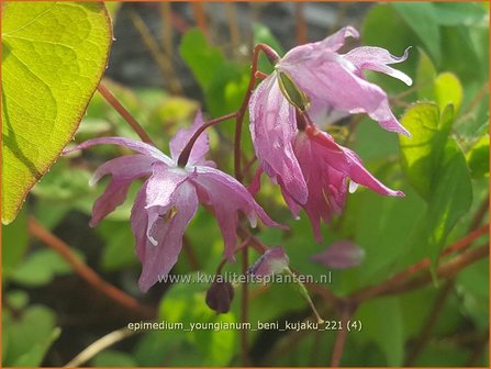 Epimedium youngianum &amp;#39;Beni-kujaku&amp;#39; | Elfenbloem | Zierliche Garten-Elfenblume