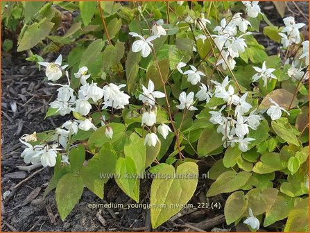 Epimedium youngianum &amp;#39;Niveum&amp;#39;