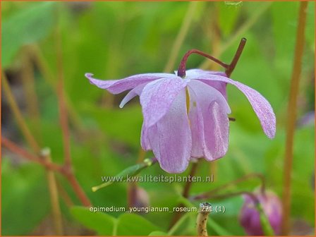 Epimedium youngianum &#039;Roseum&#039; | Elfenbloem | Zierliche Garten-Elfenblume