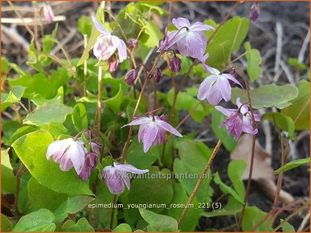 Epimedium youngianum &#039;Roseum&#039; | Elfenbloem | Zierliche Garten-Elfenblume