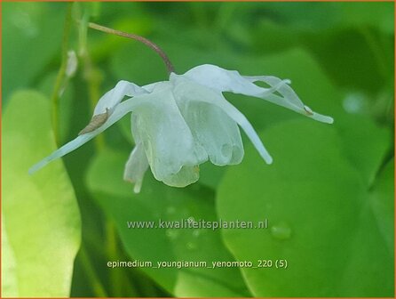 Epimedium youngianum &amp;#39;Yenomoto&amp;#39; | Elfenbloem | Zierliche Garten-Elfenblume