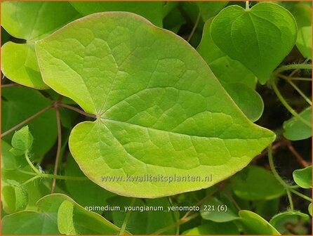 Epimedium youngianum &amp;#39;Yenomoto&amp;#39; | Elfenbloem | Zierliche Garten-Elfenblume