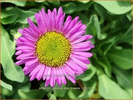 Erigeron glaucus &amp;#39;Sea Breeze&amp;#39; | Fijnstraal | Strand-Berufkraut