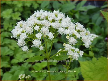 Eupatorium maculatum &#039;Album&#039; | Koninginnekruid, Leverkruid | Gefleckter Wasserdost