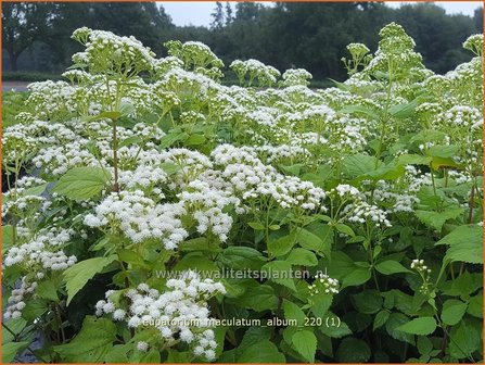 Eupatorium maculatum &#039;Album&#039; | Koninginnekruid, Leverkruid | Gefleckter Wasserdost