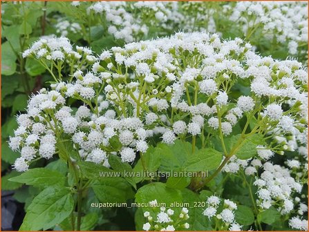 Eupatorium maculatum &#039;Album&#039; | Koninginnekruid, Leverkruid | Gefleckter Wasserdost