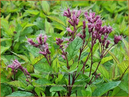 Eupatorium maculatum &amp;#39;Augustrubin&amp;#39; | Koninginnekruid, Leverkruid | Gefleckter Wasserdost