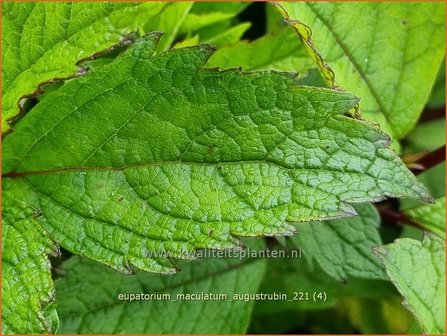 Eupatorium maculatum &amp;#39;Augustrubin&amp;#39; | Koninginnekruid, Leverkruid | Gefleckter Wasserdost