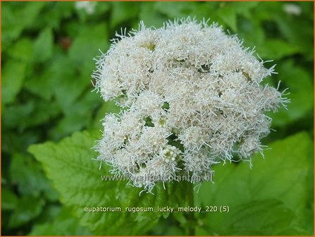 Eupatorium rugosum &amp;#39;Lucky Melody&amp;#39; | Koninginnekruid, Leverkruid | Braunbl&auml;ttriger Wasserdost