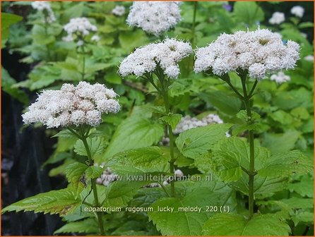 Eupatorium rugosum &amp;#39;Lucky Melody&amp;#39; | Koninginnekruid, Leverkruid | Braunbl&auml;ttriger Wasserdost