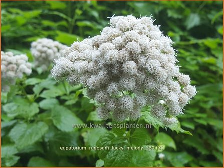 Eupatorium rugosum &amp;#39;Lucky Melody&amp;#39; | Koninginnekruid, Leverkruid | Braunbl&auml;ttriger Wasserdost