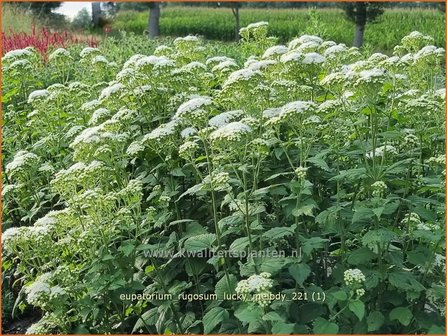 Eupatorium rugosum &amp;#39;Lucky Melody&amp;#39; | Koninginnekruid, Leverkruid | Braunbl&auml;ttriger Wasserdost