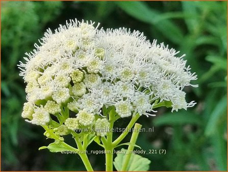 Eupatorium rugosum &amp;#39;Lucky Melody&amp;#39; | Koninginnekruid, Leverkruid | Braunbl&auml;ttriger Wasserdost