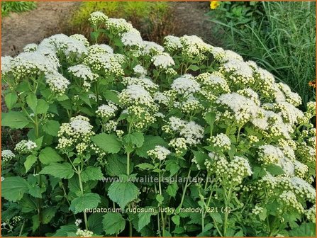 Eupatorium rugosum &amp;#39;Lucky Melody&amp;#39; | Koninginnekruid, Leverkruid | Braunbl&auml;ttriger Wasserdost