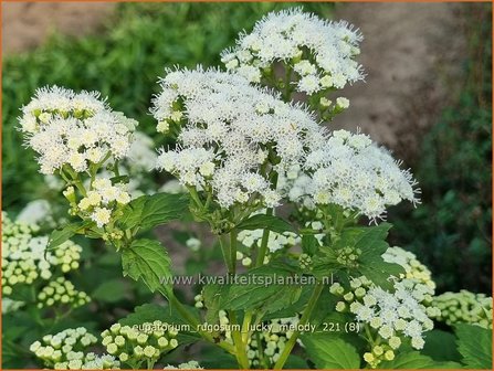 Eupatorium rugosum &amp;#39;Lucky Melody&amp;#39; | Koninginnekruid, Leverkruid | Braunbl&auml;ttriger Wasserdost