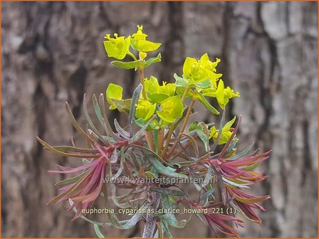 Euphorbia cyparissias &amp;#39;Clarice Howard&amp;#39; | Cipreswolfsmelk, Wolfsmelk | Zypressen-Wolfsmilch