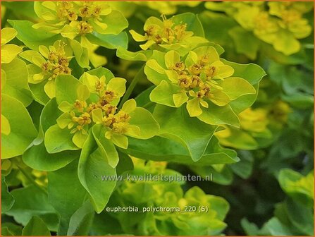 Euphorbia polychroma | Kleurige wolfsmelk, Wolfsmelk | Gold-Wolfsmilch