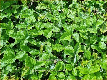 Fragaria vesca &amp;#39;Yellow Wonder&amp;#39; | Bosaardbei, Aardbei | Walderdbeere