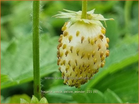 Fragaria vesca &amp;#39;Yellow Wonder&amp;#39; | Bosaardbei, Aardbei | Walderdbeere