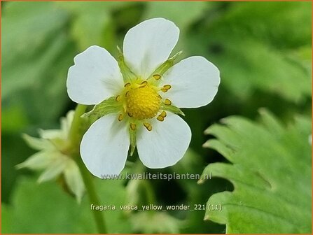 Fragaria vesca &amp;#39;Yellow Wonder&amp;#39; | Bosaardbei, Aardbei | Walderdbeere