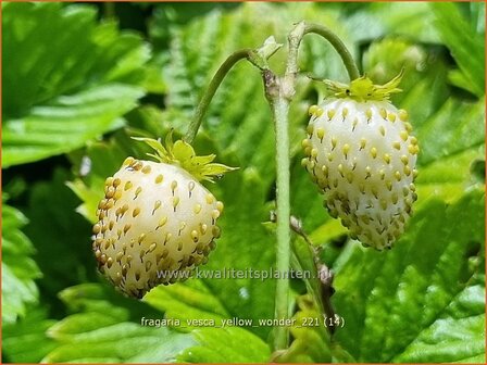 Fragaria vesca &amp;#39;Yellow Wonder&amp;#39; | Bosaardbei, Aardbei | Walderdbeere