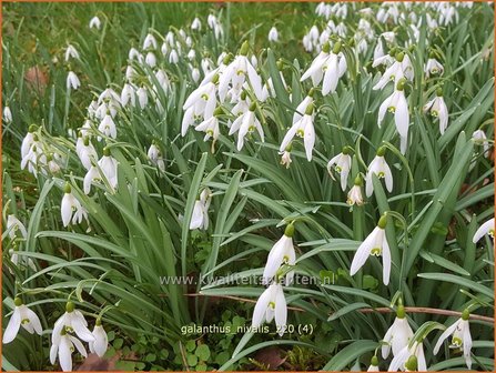 Galanthus nivalis | Gewoon sneeuwklokje, Sneeuwklokje | Kleines Schneegl&ouml;ckchen