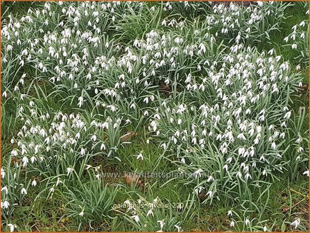 Galanthus nivalis | Gewoon sneeuwklokje, Sneeuwklokje | Kleines Schneegl&ouml;ckchen