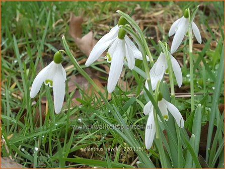 Galanthus nivalis | Gewoon sneeuwklokje, Sneeuwklokje | Kleines Schneegl&ouml;ckchen