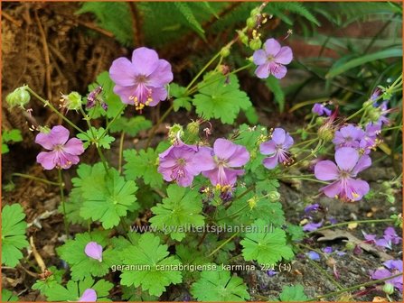 Geranium cantabrigiense &#039;Karmina&#039;