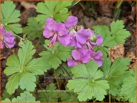 Geranium cantabrigiense &#039;Karmina&#039;