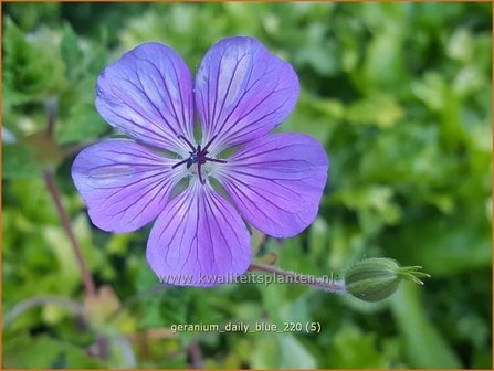 Geranium &amp;#39;Daily Blue&amp;#39; | Ooievaarsbek, Tuingeranium | Nepal-Storchenschnabel