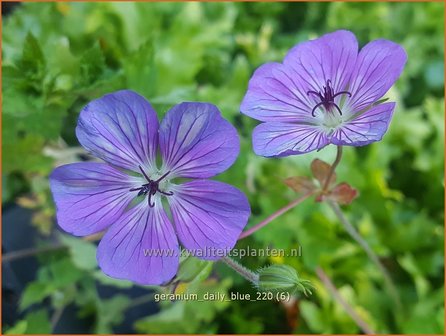 Geranium &amp;#39;Daily Blue&amp;#39; | Ooievaarsbek, Tuingeranium | Nepal-Storchenschnabel