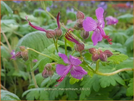 Geranium macrorrhizum | Rotsooievaarsbek, Ooievaarsbek, Tuingeranium | Balkan-Storchschnabel