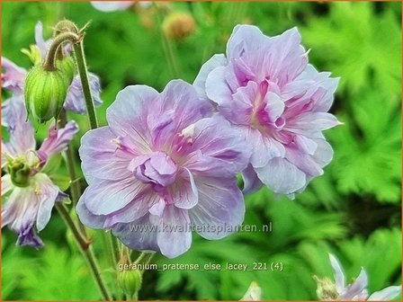 Geranium pratense &amp;#39;Else Lacey&amp;#39; | Beemdooievaarsbek, Ooievaarsbek, Tuingeranium | Wiesen-Storchschnabel