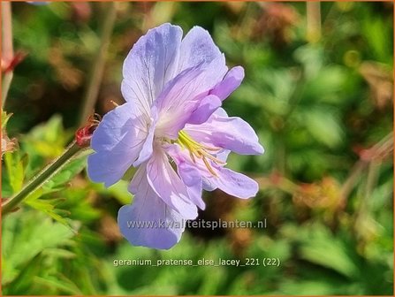 Geranium pratense &amp;#39;Else Lacey&amp;#39; | Beemdooievaarsbek, Ooievaarsbek, Tuingeranium | Wiesen-Storchschnabel