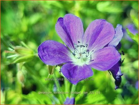 Geranium sylvaticum &amp;#39;Bridget Lion&amp;#39; | Bosooievaarsbek, Ooievaarsbek, Tuingeranium | Wald-Storchschnabel