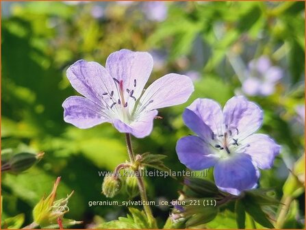 Geranium sylvaticum &amp;#39;Ice Blue&amp;#39; | Bosooievaarsbek, Ooievaarsbek, Tuingeranium | Wald-Storchschnabel