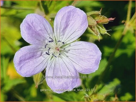 Geranium sylvaticum &amp;#39;Ice Blue&amp;#39; | Bosooievaarsbek, Ooievaarsbek, Tuingeranium | Wald-Storchschnabel