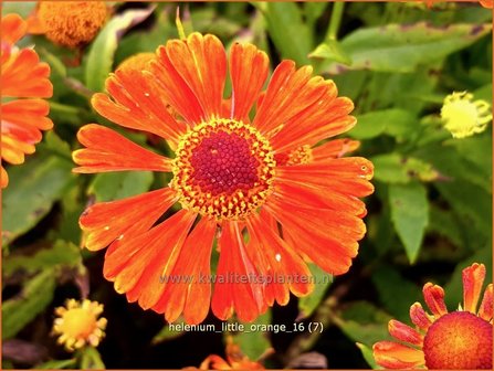 Helenium &amp;#39;Little Orange&amp;#39; | Zonnekruid | Sonnenbraut