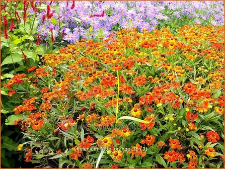 Helenium &amp;#39;Little Orange&amp;#39; | Zonnekruid | Sonnenbraut