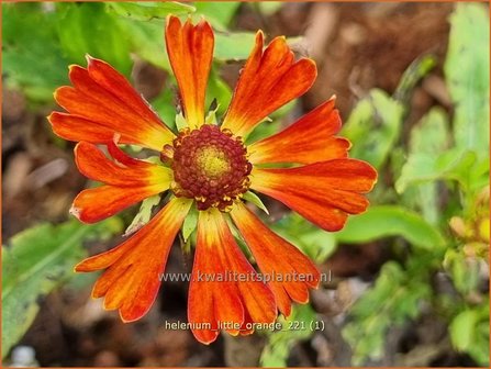 Helenium &amp;#39;Little Orange&amp;#39; | Zonnekruid | Sonnenbraut